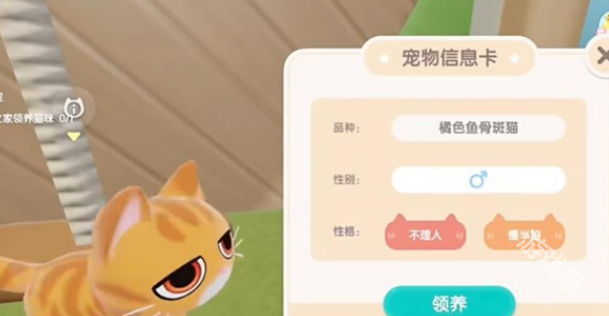 心动小镇怎么养猫