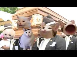 猫咪二重奏音乐