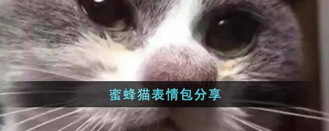 蜜蜂猫表情包分享